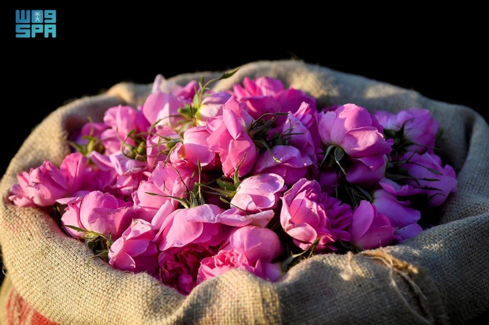 Saudi Reef has reported that the Kingdom’s rose sector is experiencing strong growth. (SPA)