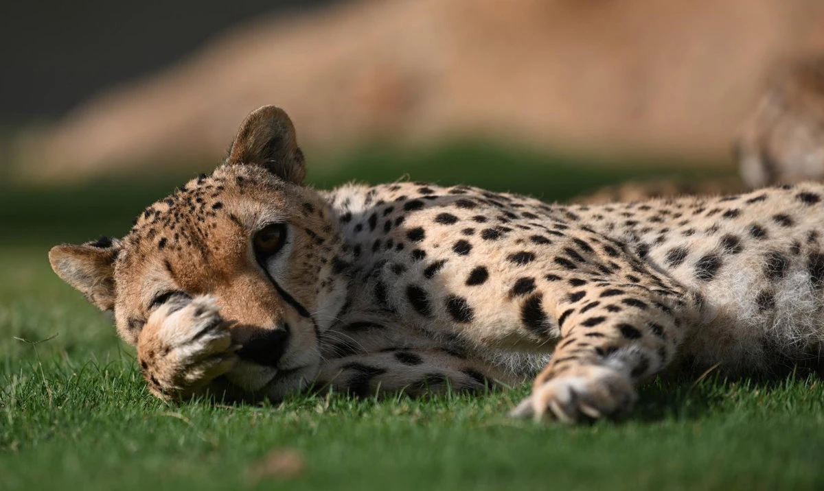 NCW marks World Wildlife Day