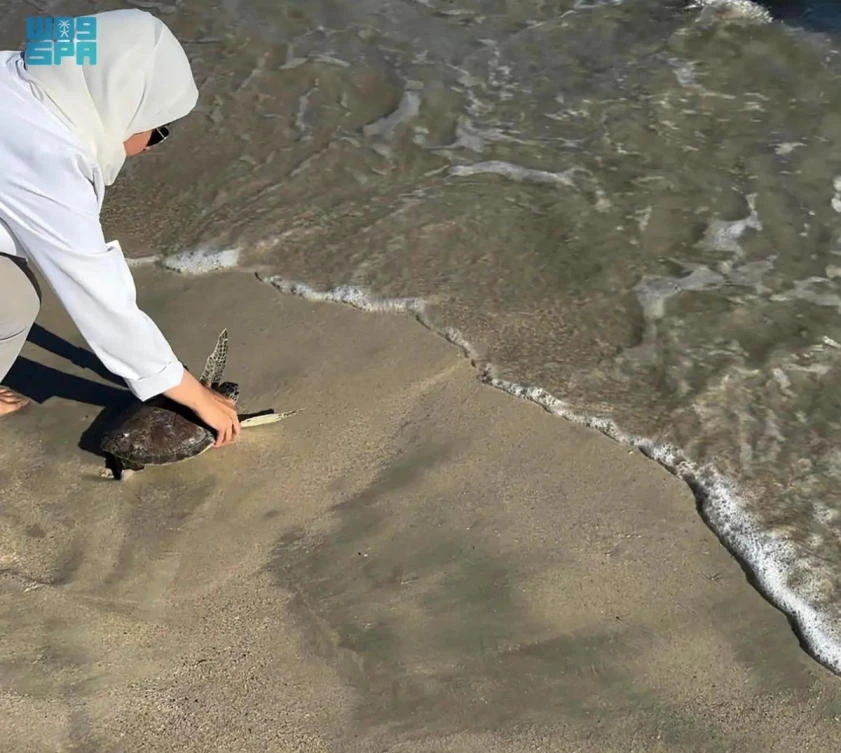War’s environmental threat to the Gulf ’s diverse but fragile marine life