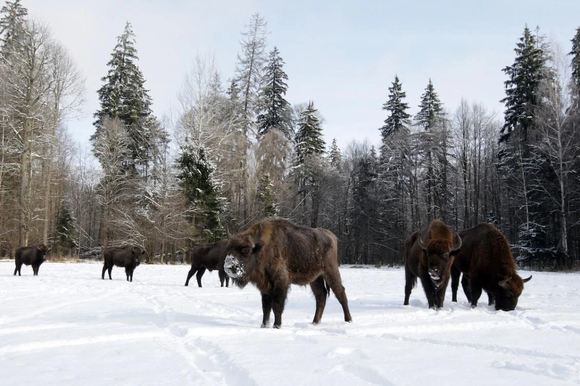 A herd stop: Train kills 3 rare bison in Poland