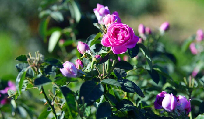 More than 250,000 students to participate in World Rose and Aromatic Plants Forum