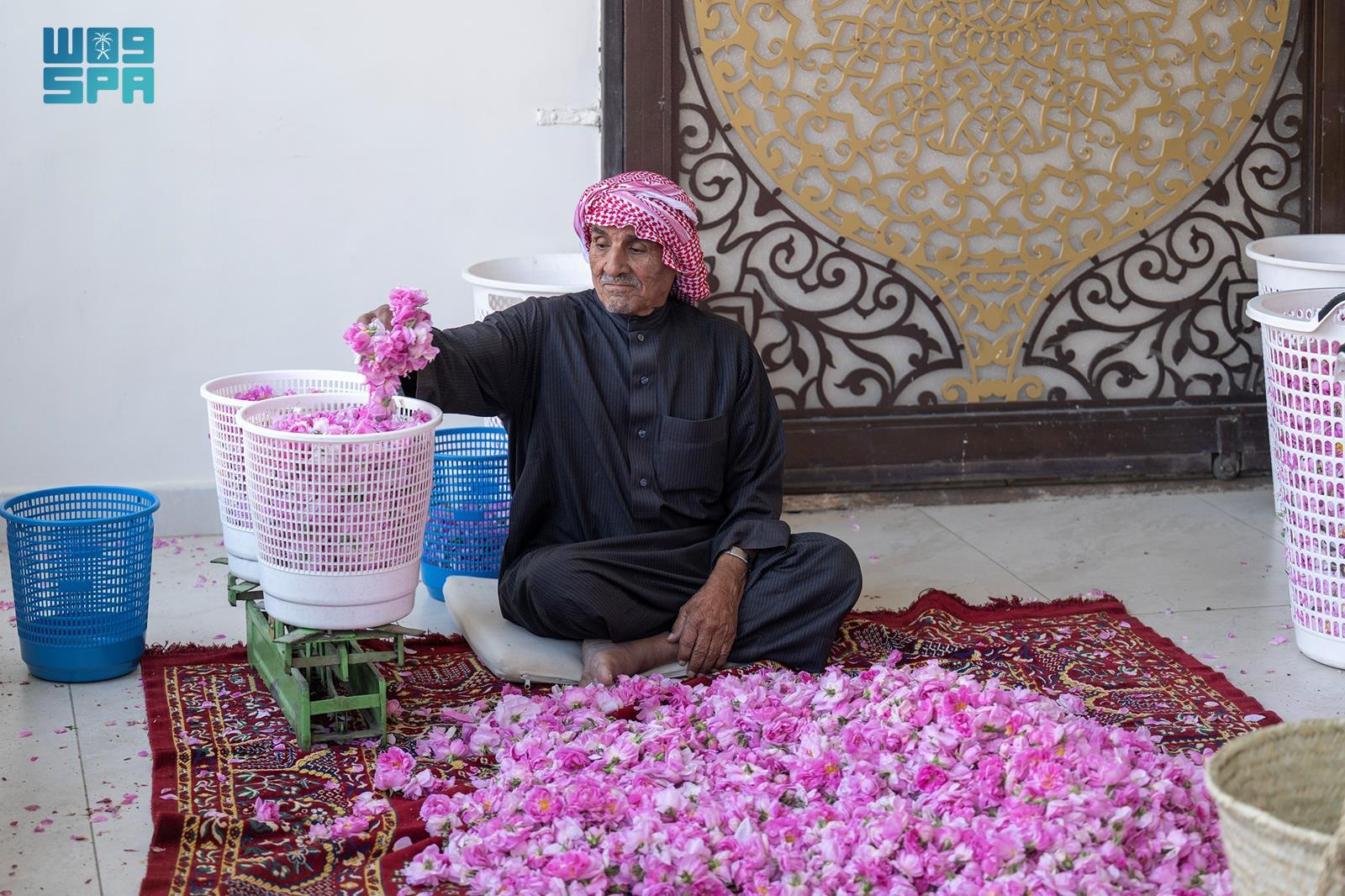 The Taif rose harvest season lasts approximately 45 days each spring. (SPA)