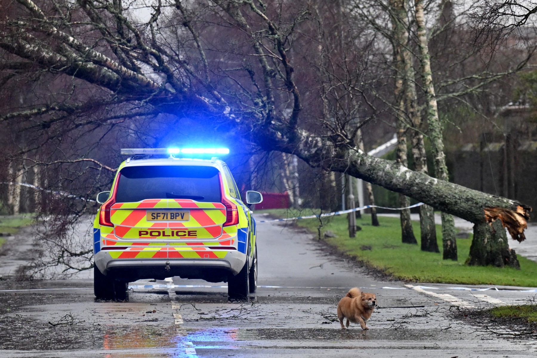 A dog walks past a police car and fallen tree obstructing the road in Helensburgh Scotland on January 24, 2025. (AFP)