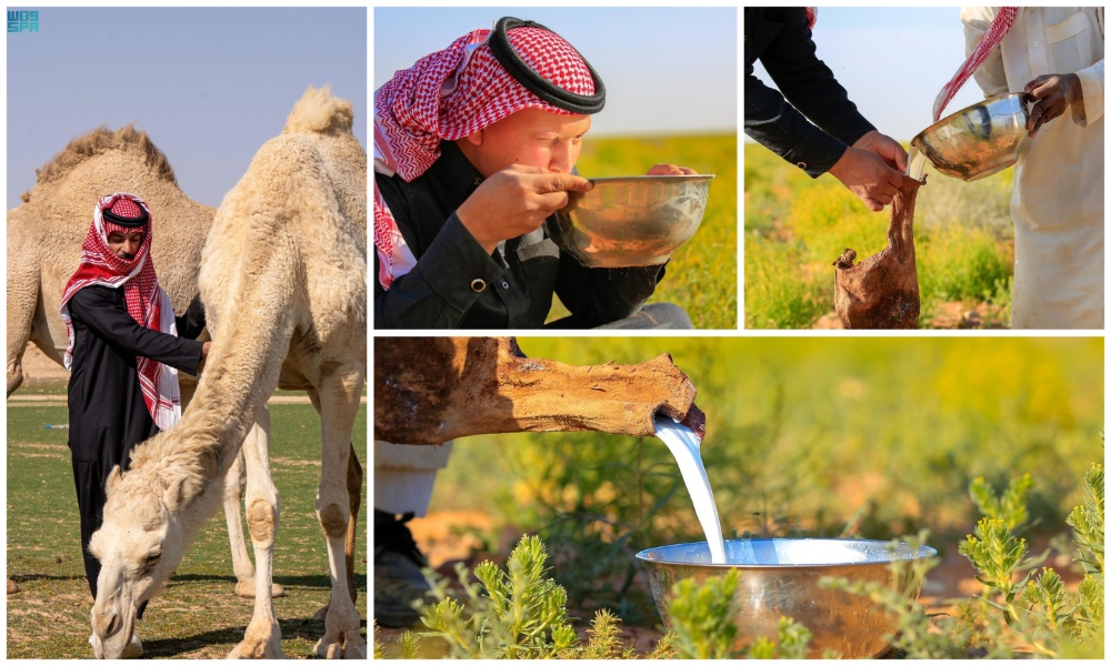 Camel milk gains attention in Northern Borders spring season. (SPA)