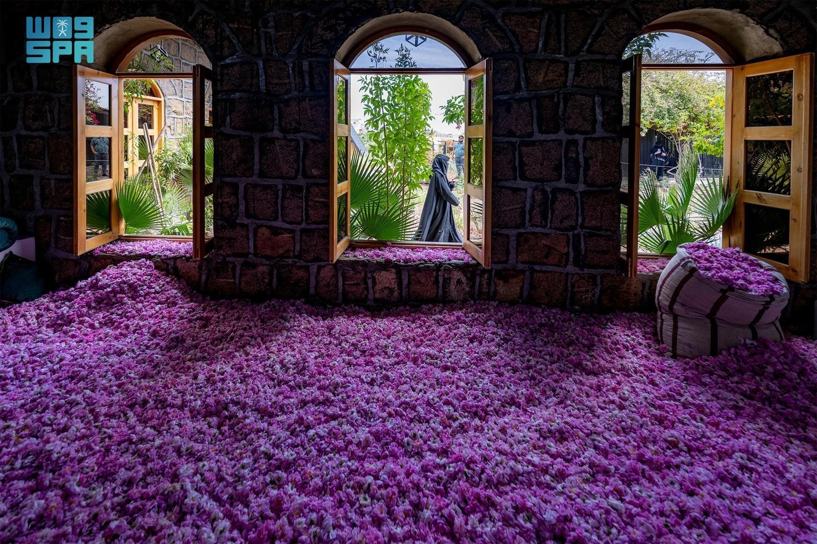 The SPA observed the continued presence of this tradition across several rose farms in Taif. (SPA)
