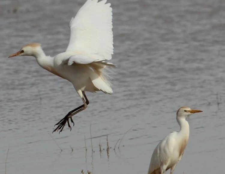 Great White Egret spotted in wetland habitats of Northern Borders Region. (SPA)