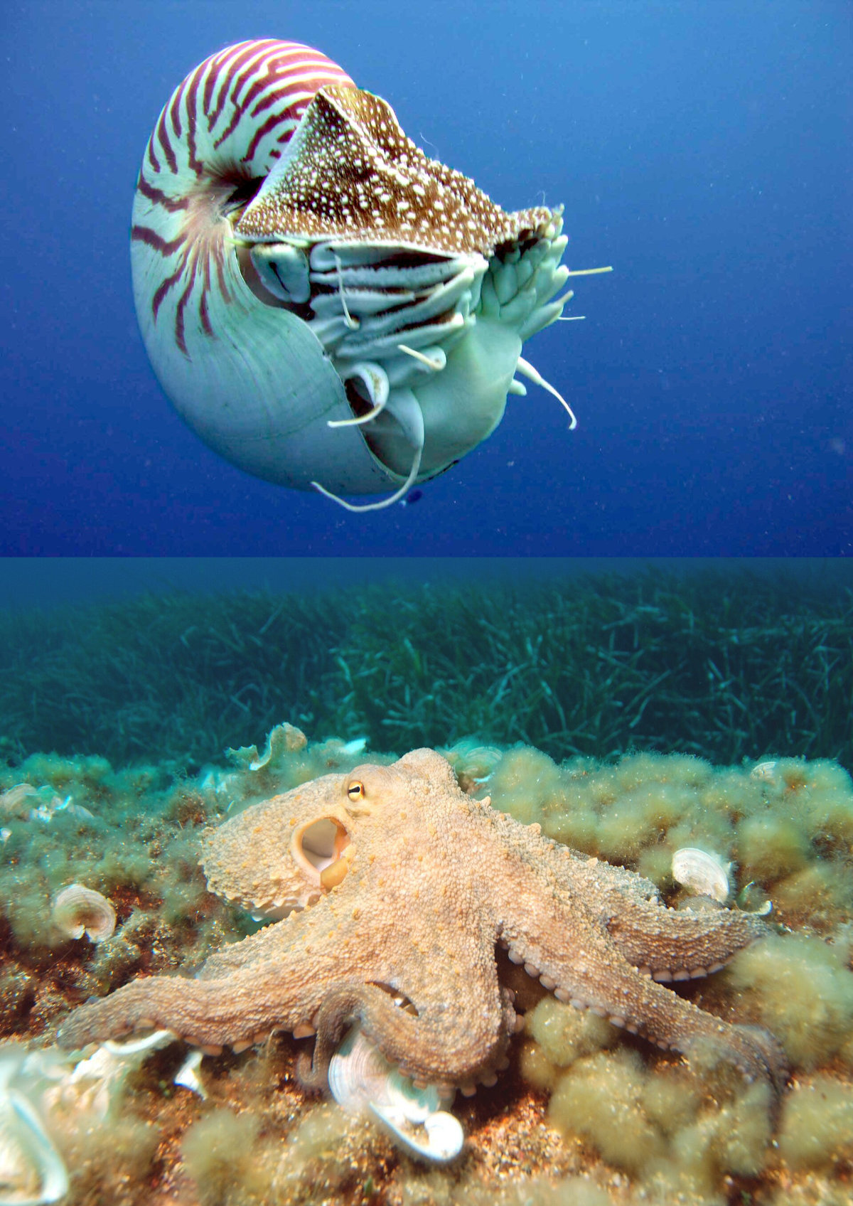 World’s oldest octopus fossil is not an octopus after all, scientists say