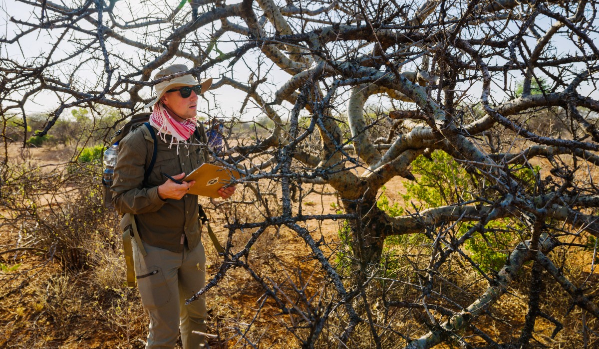 The myrrh tree that’s key to luxury perfumes and African incomes is threatened by drought