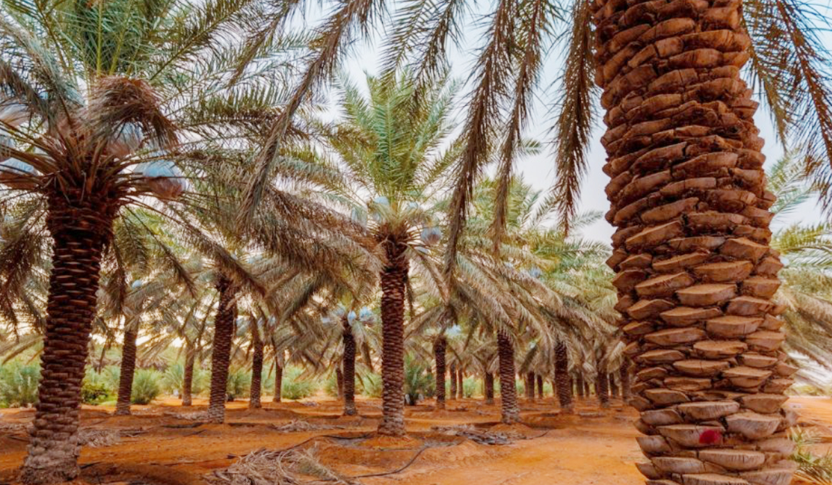 Libya has more than 10 million date palms according to estimates by the Libyan Ministry of Agriculture, Livestock and Marine Resources, with total annual date production of around 180,000 tonnes. (X @intdcorg)