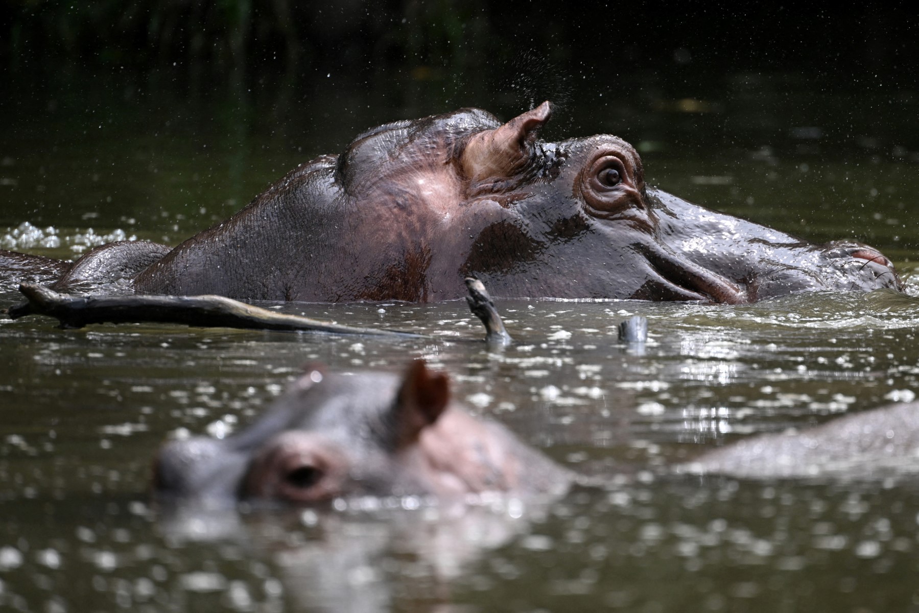 Colombia approves plan to cull roaming hippos linked to Pablo Escobar
