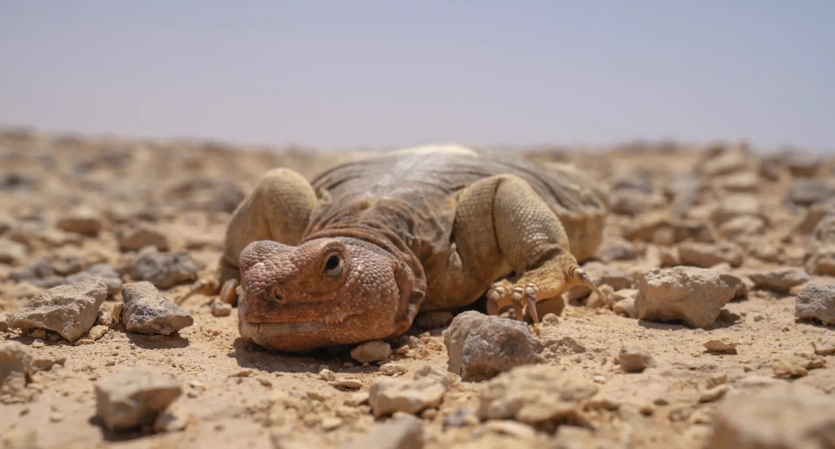 Saudi Arabia tightens rules on wildlife ownership