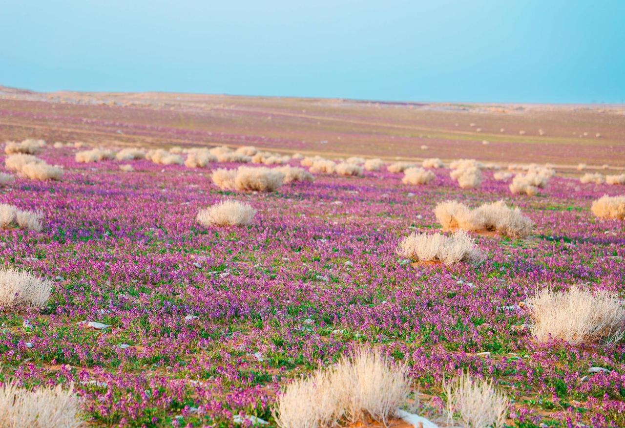 Saudi Arabia’s National Center for Vegetation Cover Development and Combating Desertification has signed investment contracts covering three national parks across two regions. (Supplied)