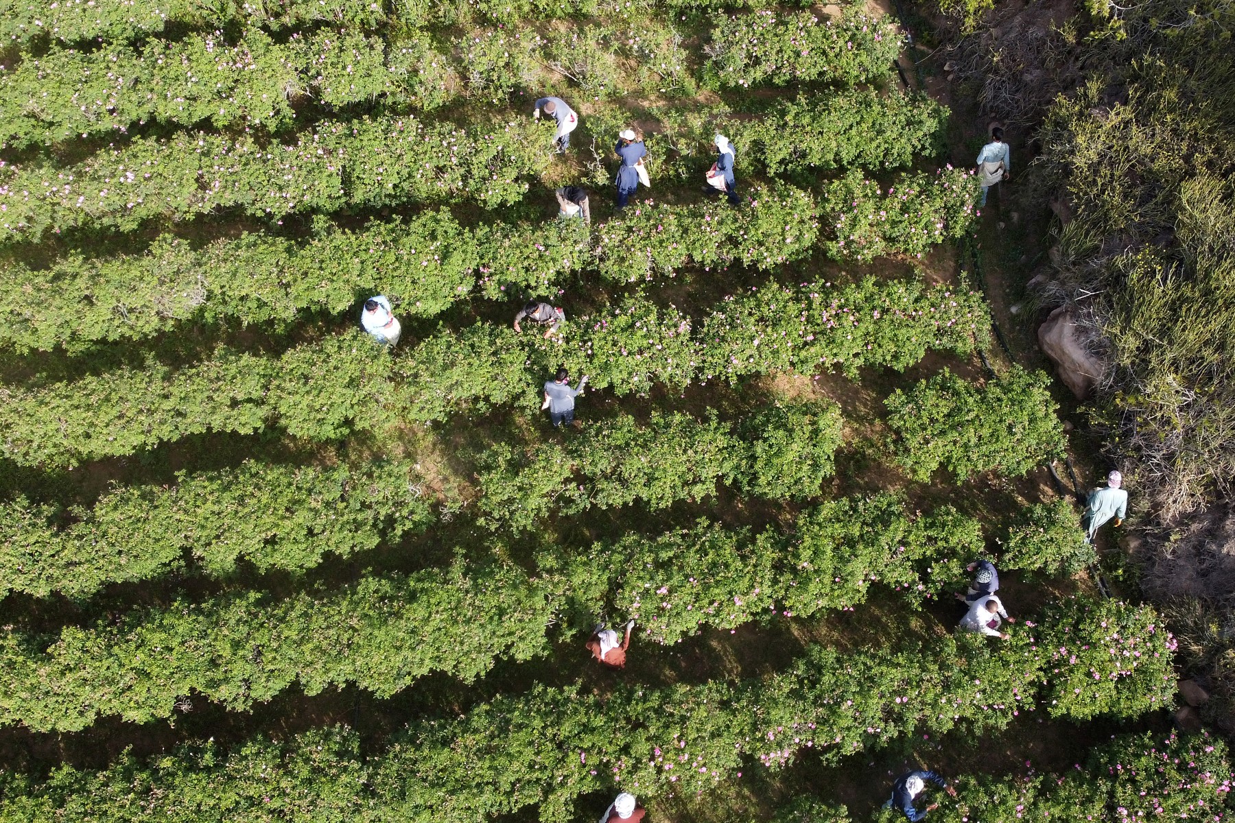A key part of Saudi Arabia’s Vision 2030 reform program includes a focus on food security, environmental sustainability, and modern agricultural practices. (AFP)