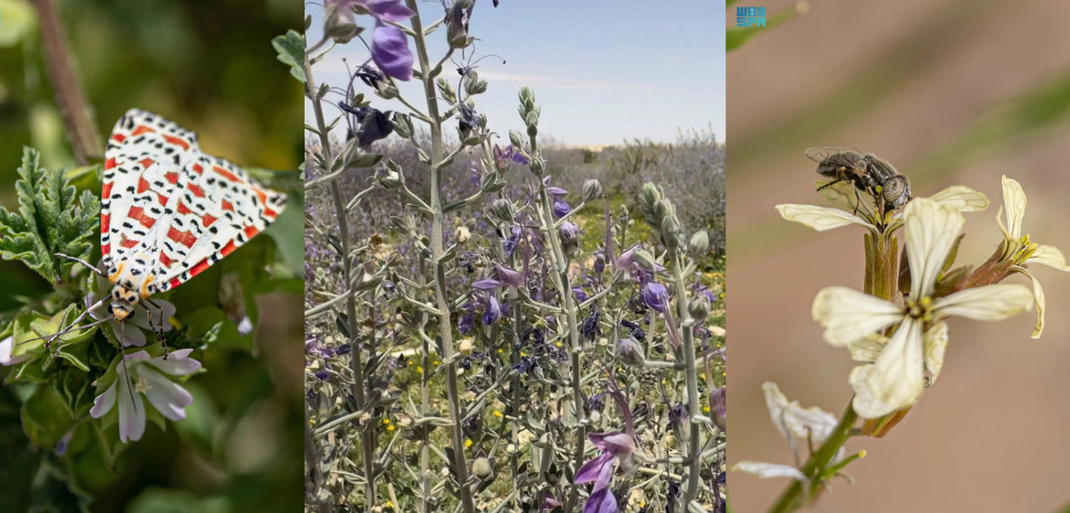 Combination image showing the crimson-speckled moth (L), the Teucrium oliverianum plant, and the spot-eyed hoverfly (R). (SPA)