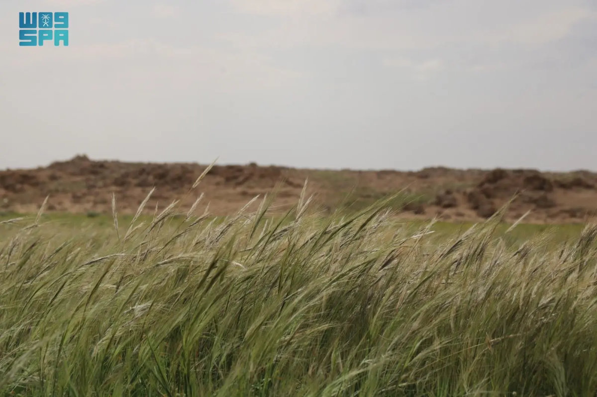 Seasonal rains turn Northern Borders plains into ‘green gold’ with Stipa capensis bloom