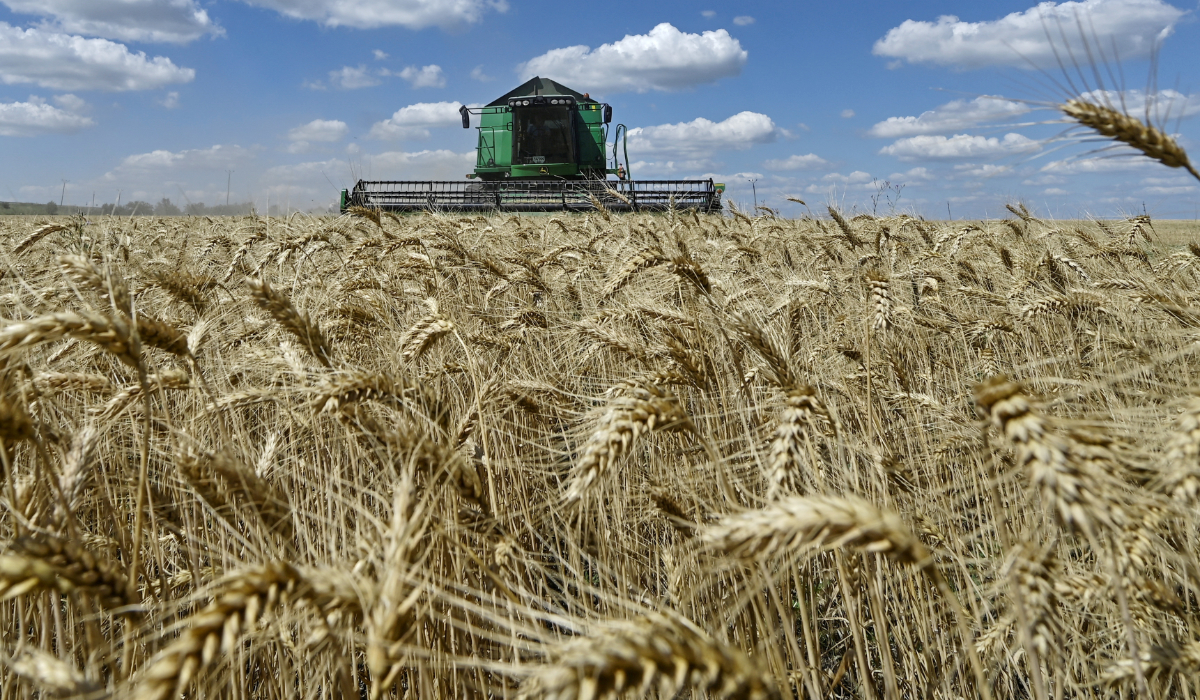 Cereal output was just 44 million quintals during the 2024-2025 season. (REUTERS)