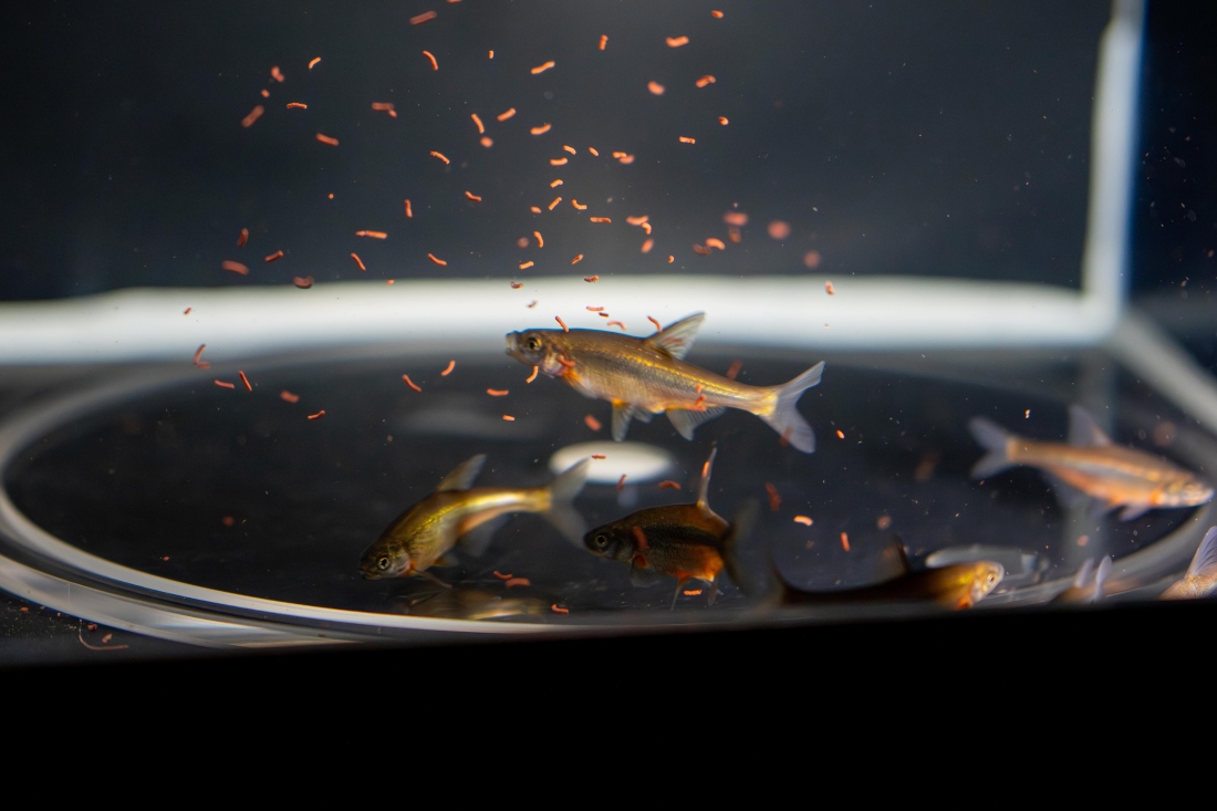 Adult Arabian Bream (Acanthobrama hadiyahensis) feeding on specialized rations at a KAUST research facility. (NCW)