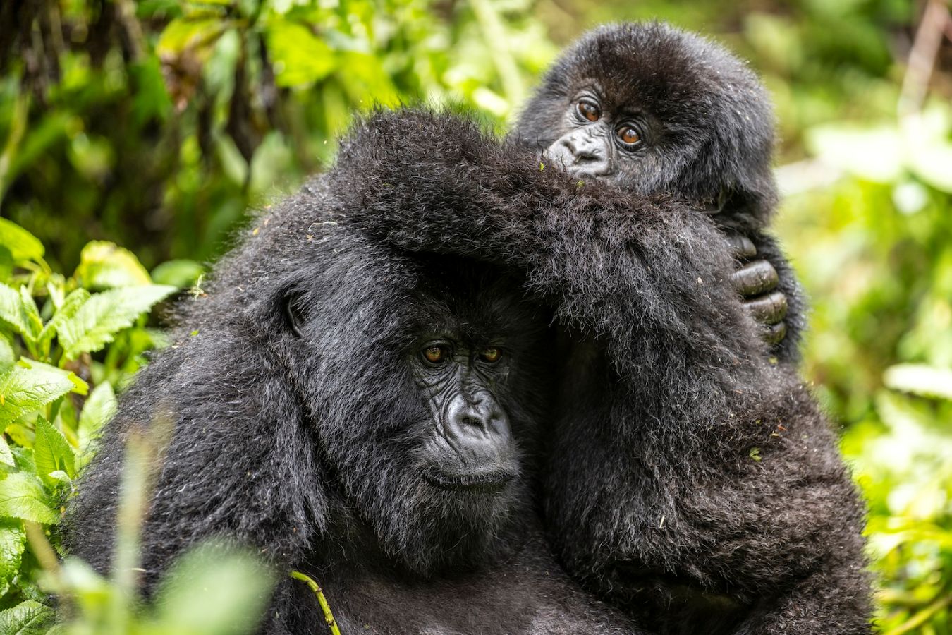 A scene from “A Gorilla Story: Told by David Attenborough.” (Supplied)