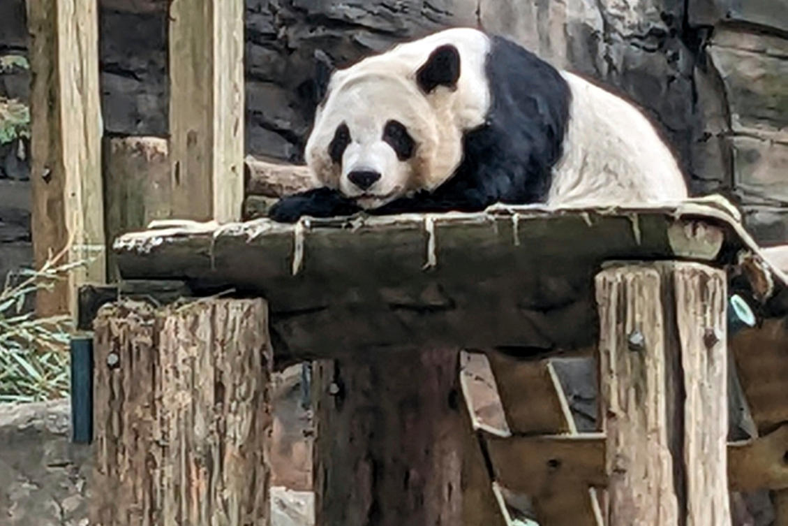 Chinese panda pair headed to US zoo