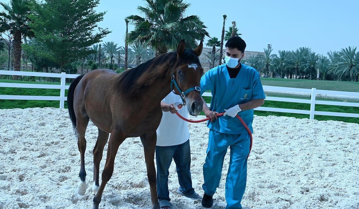 Riyadh’s animal health lab gains recognition from 33 countries to test equine diseases linked to cross-border movement. (SPA)