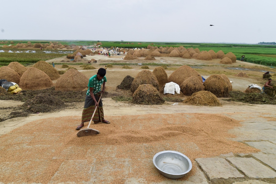 Workers harvest rice at a paddy field in Kishoreganj, Bangladesh. (AFP)