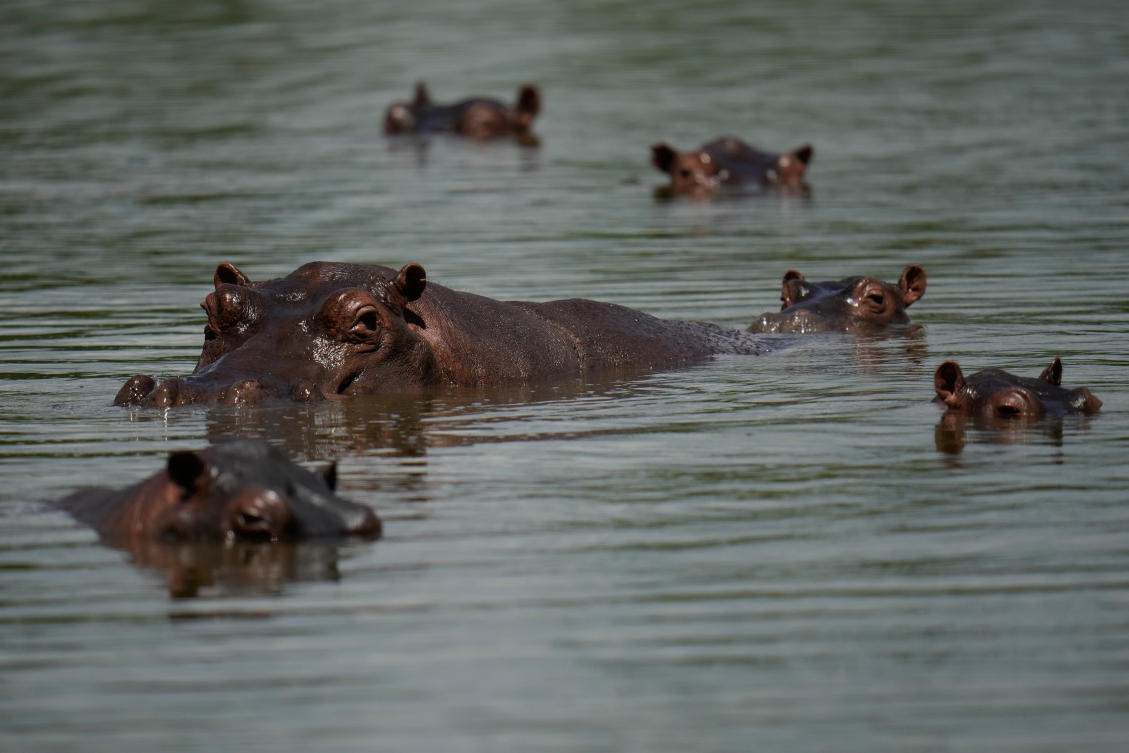 Colombians are divided over the fate of hippos linked to Pablo Escobar