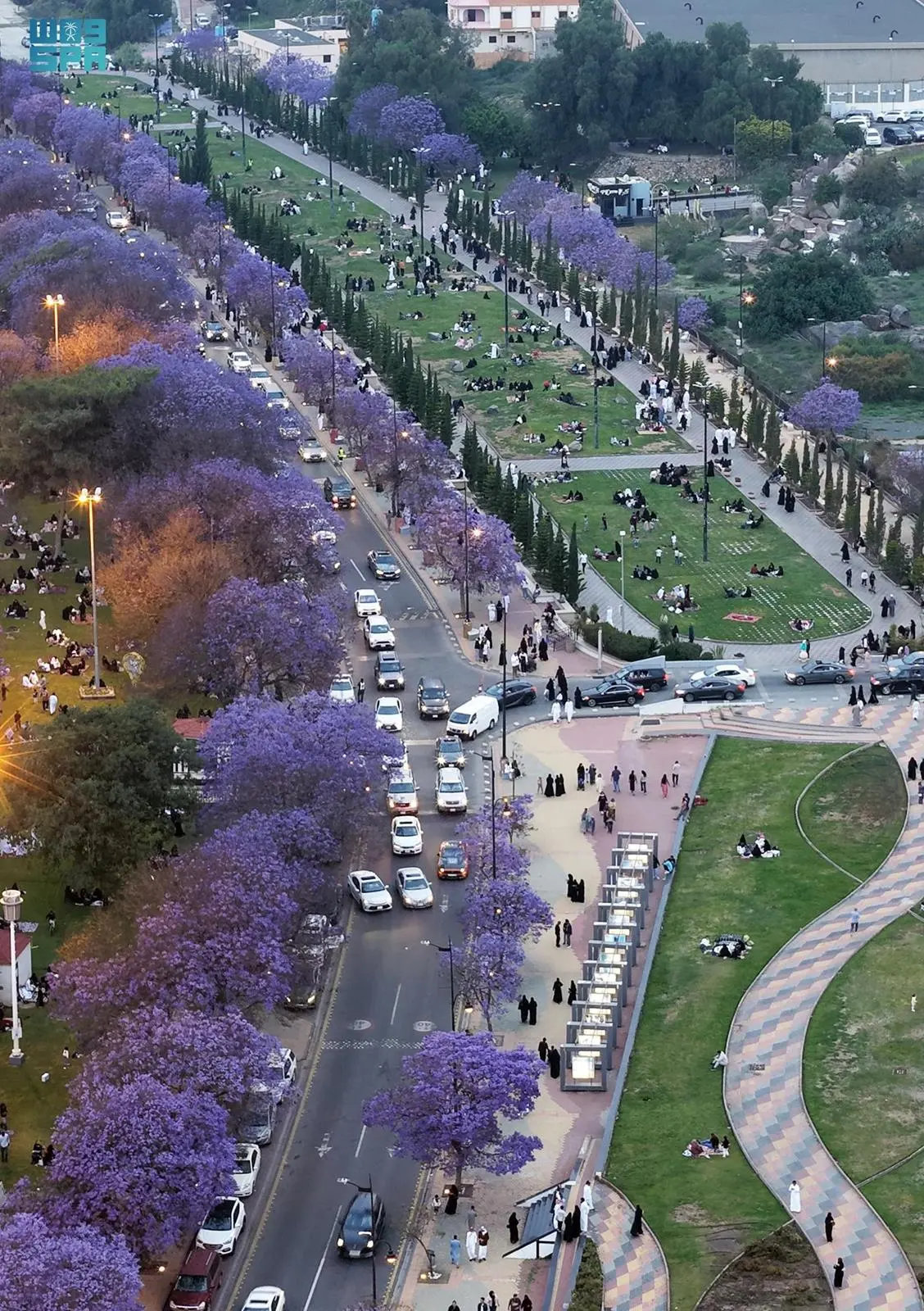 Jacaranda trees in full bloom in Asir highlands