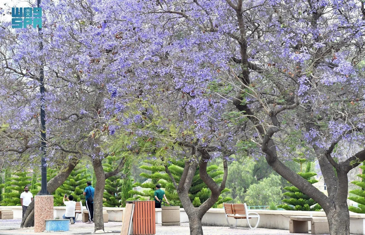 Jacaranda trees in full bloom in Asir highlands