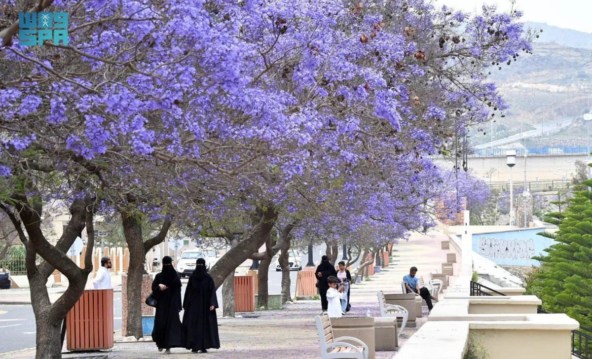 Jacaranda trees in full bloom in Asir highlands