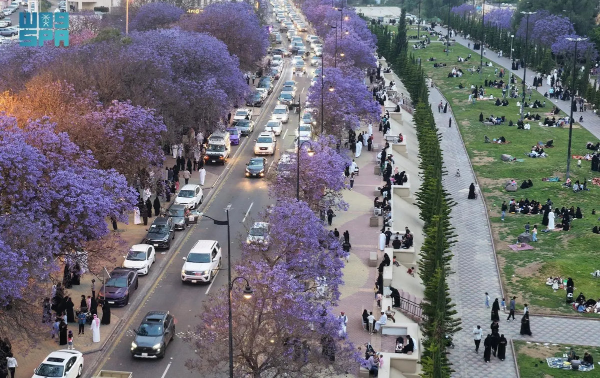 Jacaranda trees in full bloom in Asir highlands