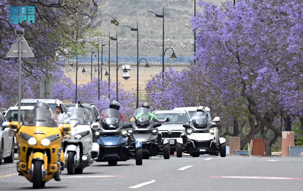 Jacaranda trees in full bloom in Asir highlands
