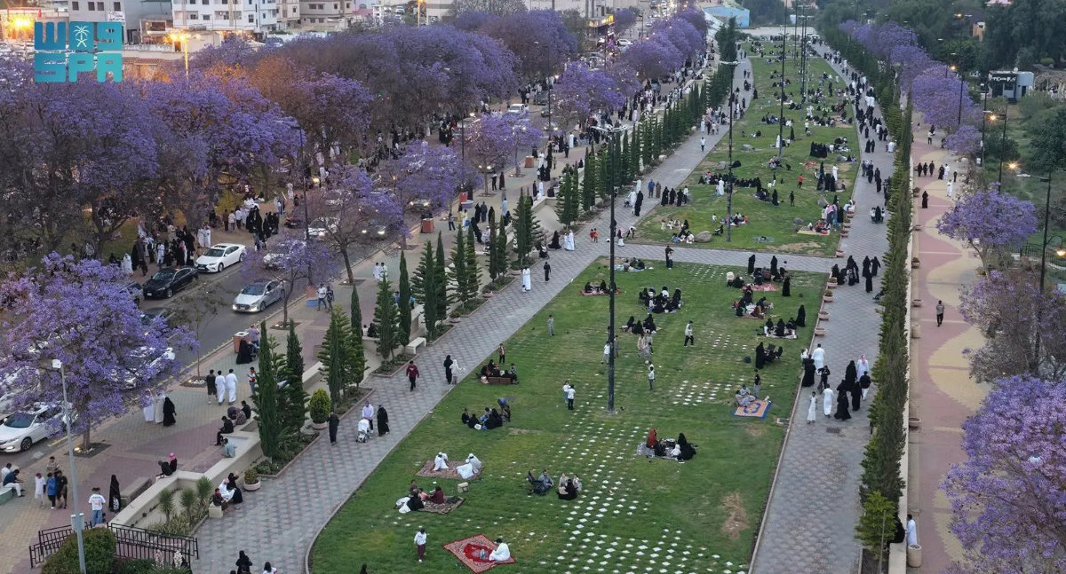 Jacaranda trees in full bloom in Asir highlands
