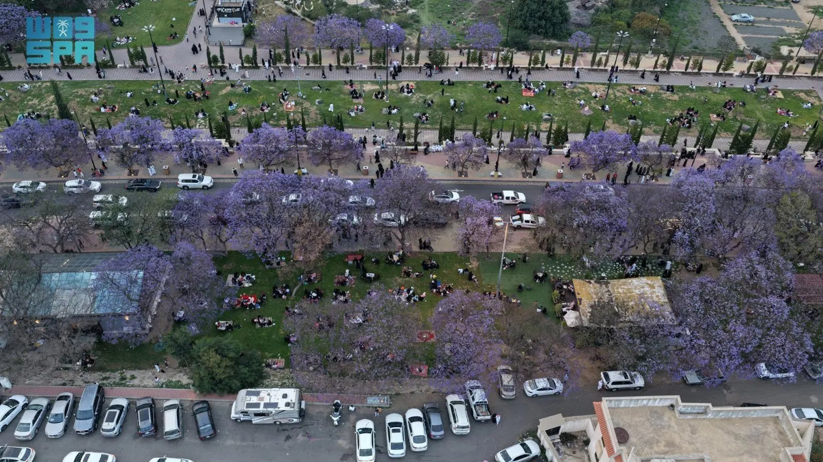 Jacaranda trees in full bloom in Asir highlands