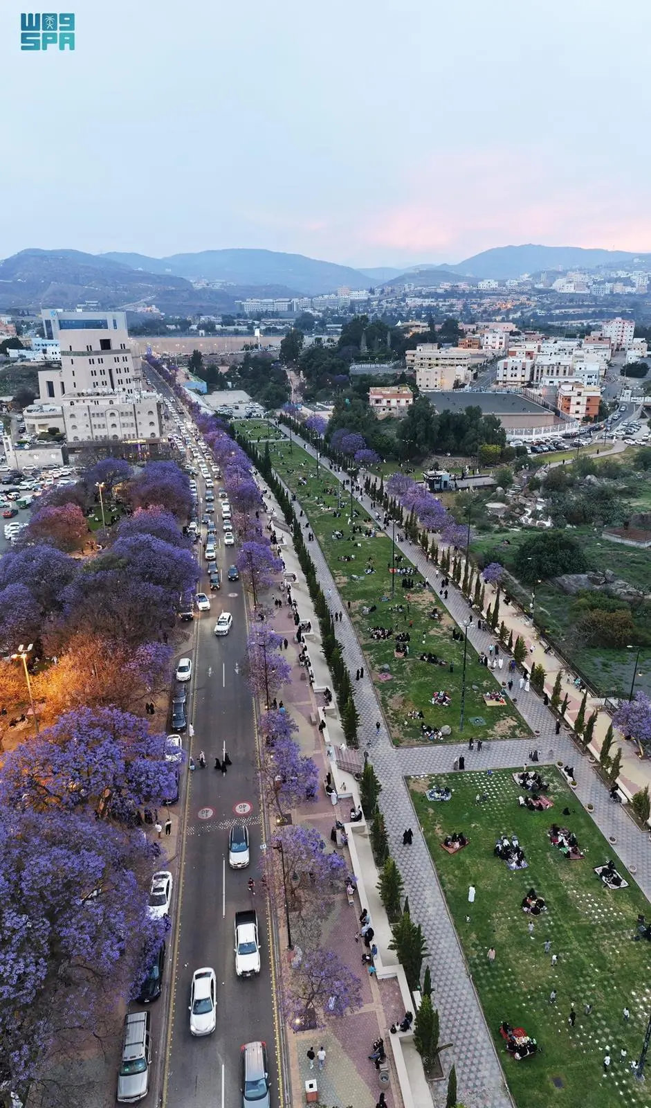 Jacaranda trees in full bloom in Asir highlands