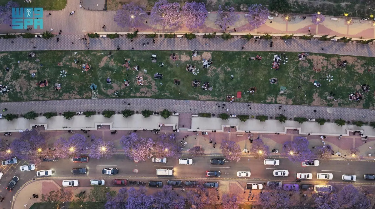 Jacaranda trees in full bloom in Asir highlands