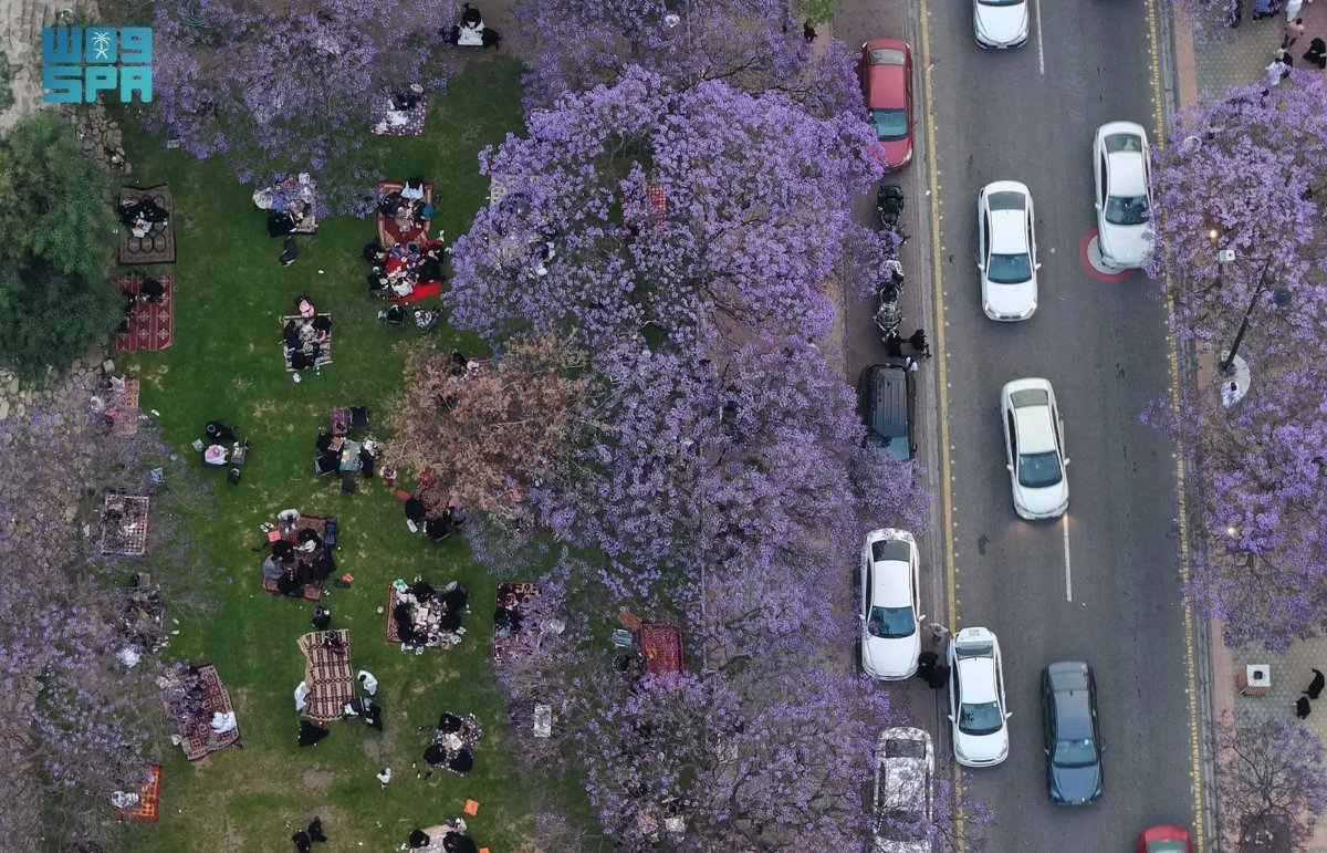 Jacaranda trees in full bloom in Asir highlands