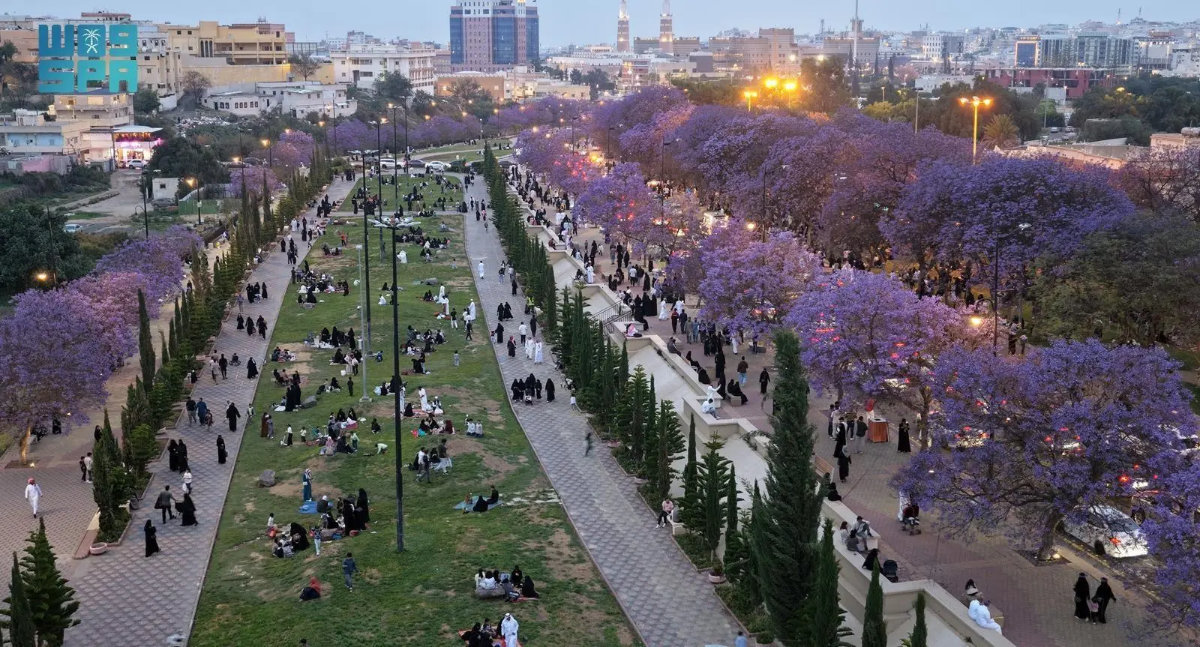 Jacaranda trees in full bloom in Asir highlands