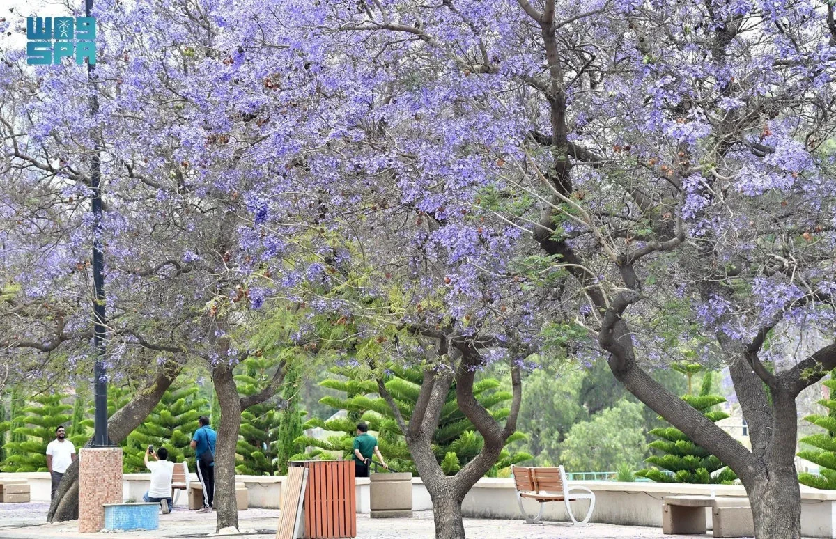 Jacaranda trees in full bloom in Asir highlands