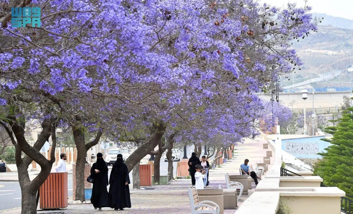 Jacaranda trees in full bloom in Asir highlands