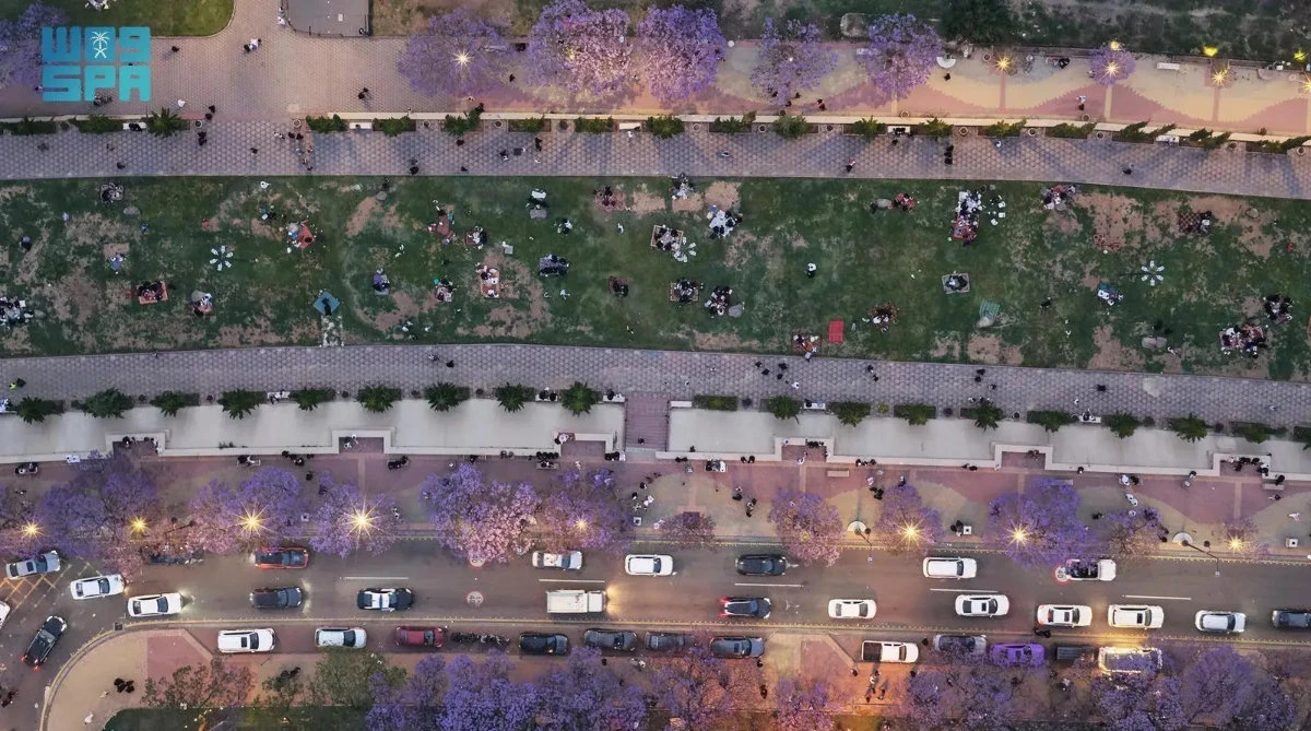 Jacaranda trees in full bloom in Asir highlands