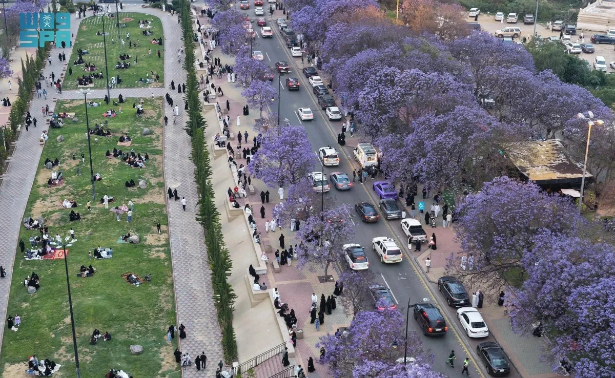 Jacaranda trees in full bloom in Asir highlands