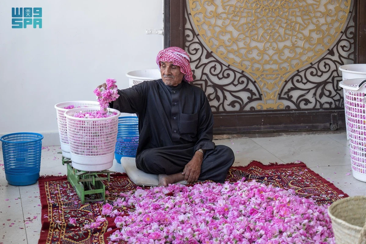 The Taif rose harvest season lasts approximately 45 days each spring. (SPA)