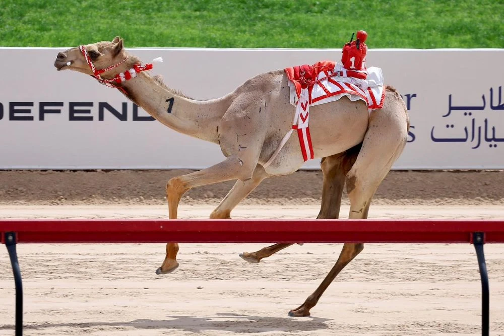 Al-Marmoom Heritage Festival 2026’s camel racing finale, organized the Dubai Camel Racing Club, will take place on April 2 at Al-Marmoom Camel Racetrack in Dubai. (Supplied)