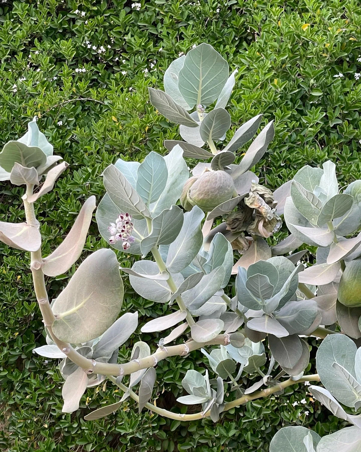 The shrub’s thick, felt-like leaves help retain moisture and protect it from intense heat, sunlight, and wind. (Courtesy of the Saudi Arabian Botanical Society)
