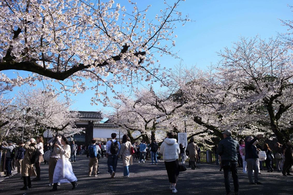 Collapse of Tokyo’s aging cherry blossom trees during viewing season raises safety concerns