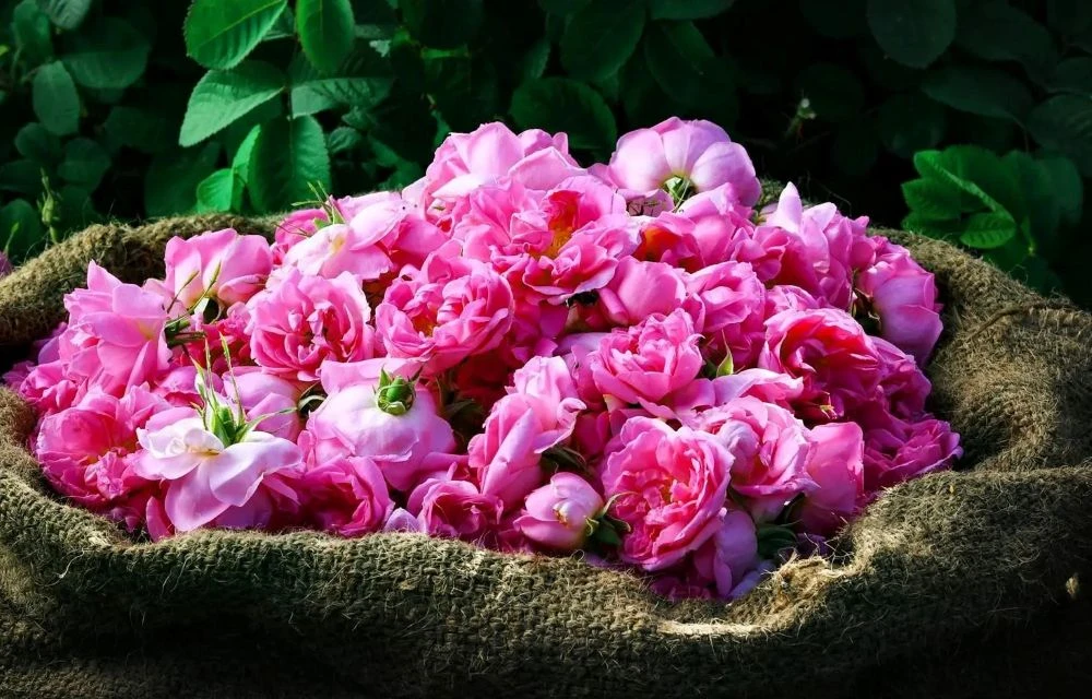 Taif rose forum boosts Kingdom’s aromatics sector
