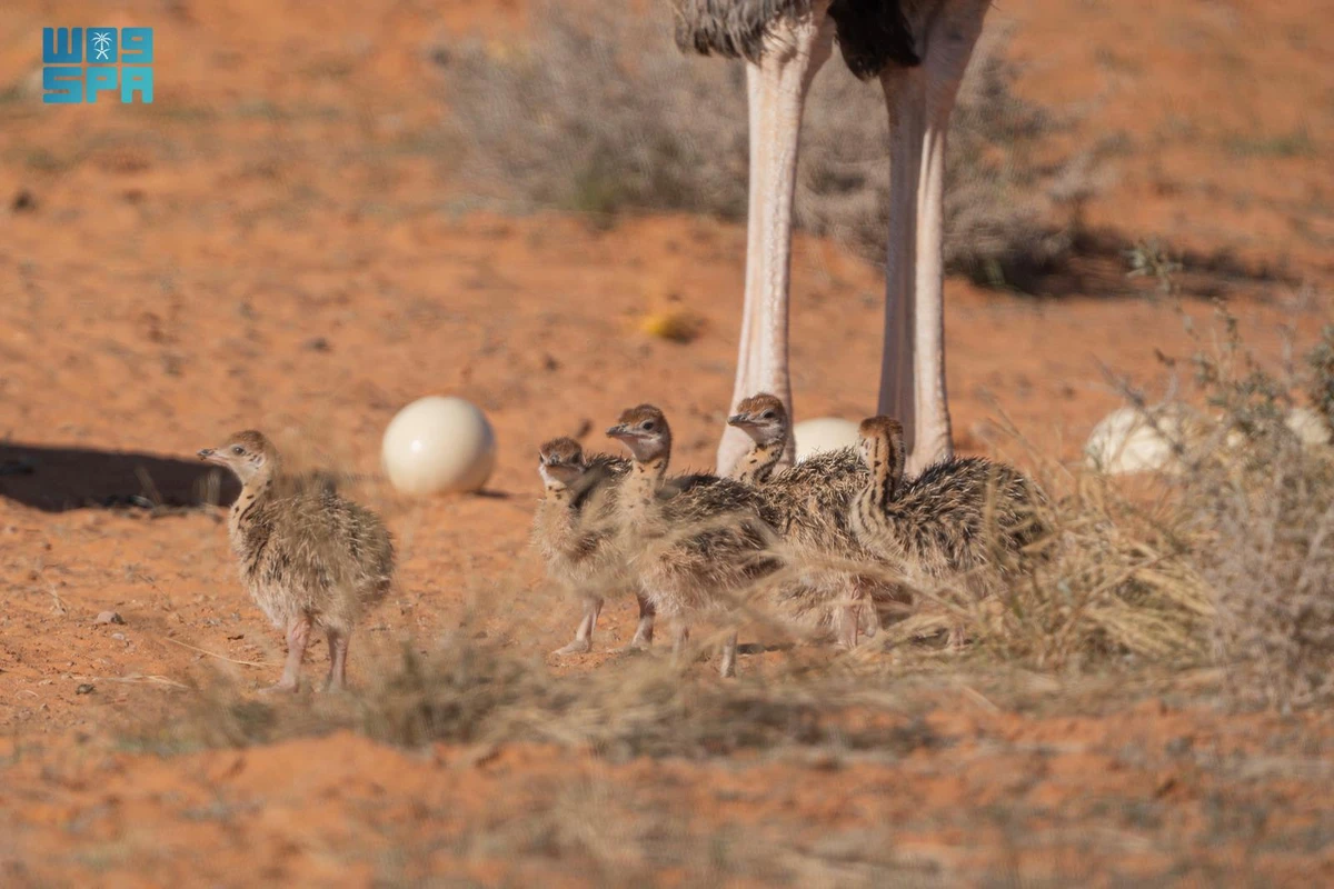 Saudi royal reserves record milestone of over 145 wildlife births