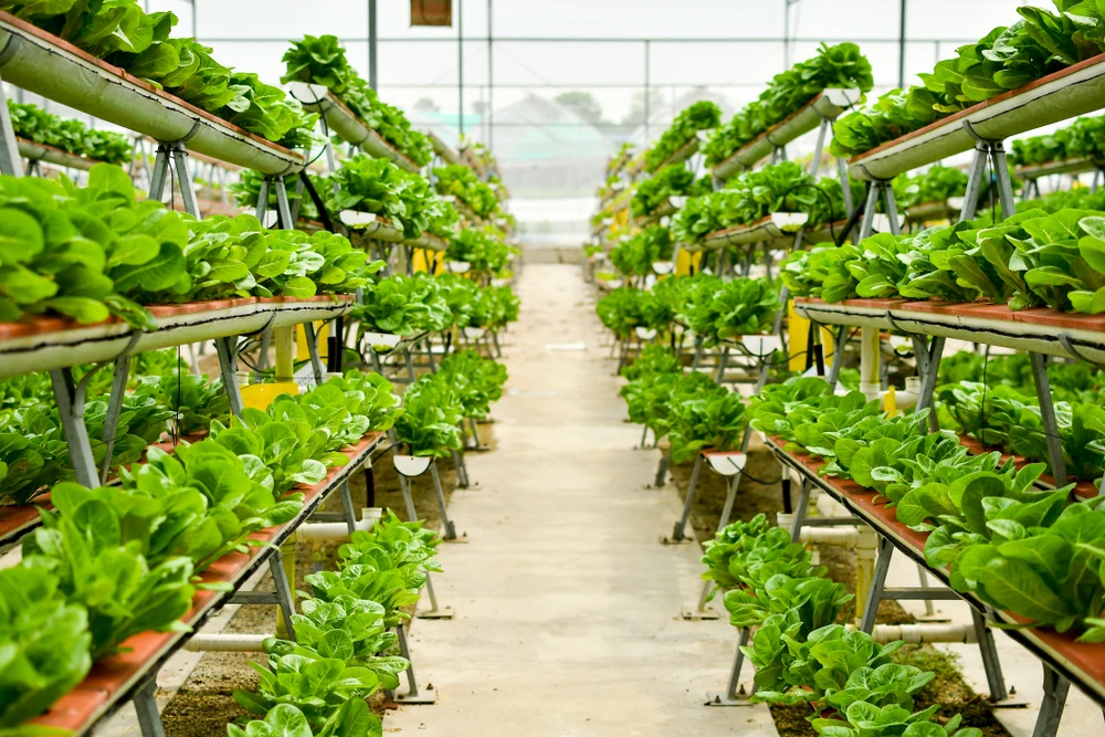 Oman unveils food security investment opportunities worth over $240m