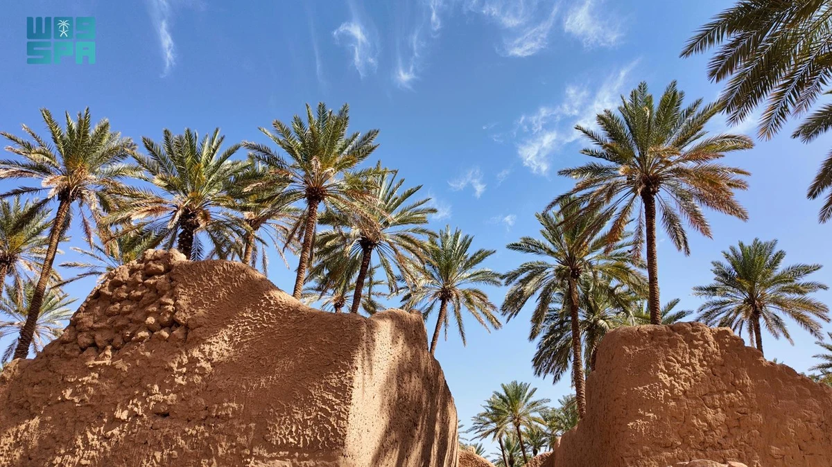 Saudi date exports hit record $517m in 2025