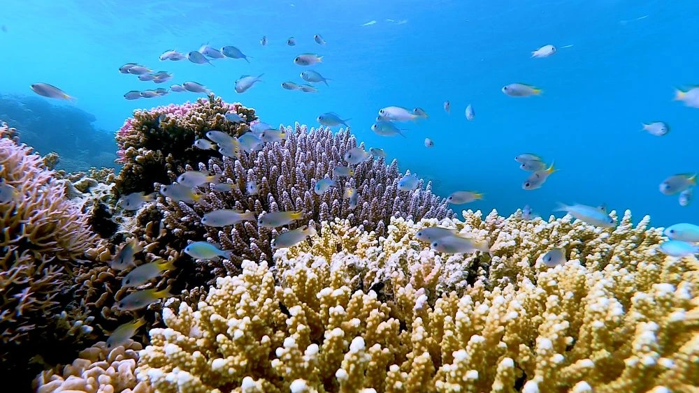 Coral reefs worldwide are under going stress from climate change, with rising sea temperatures encouraging more frequent bleaching events and ecosystem shifts. (KAUST)